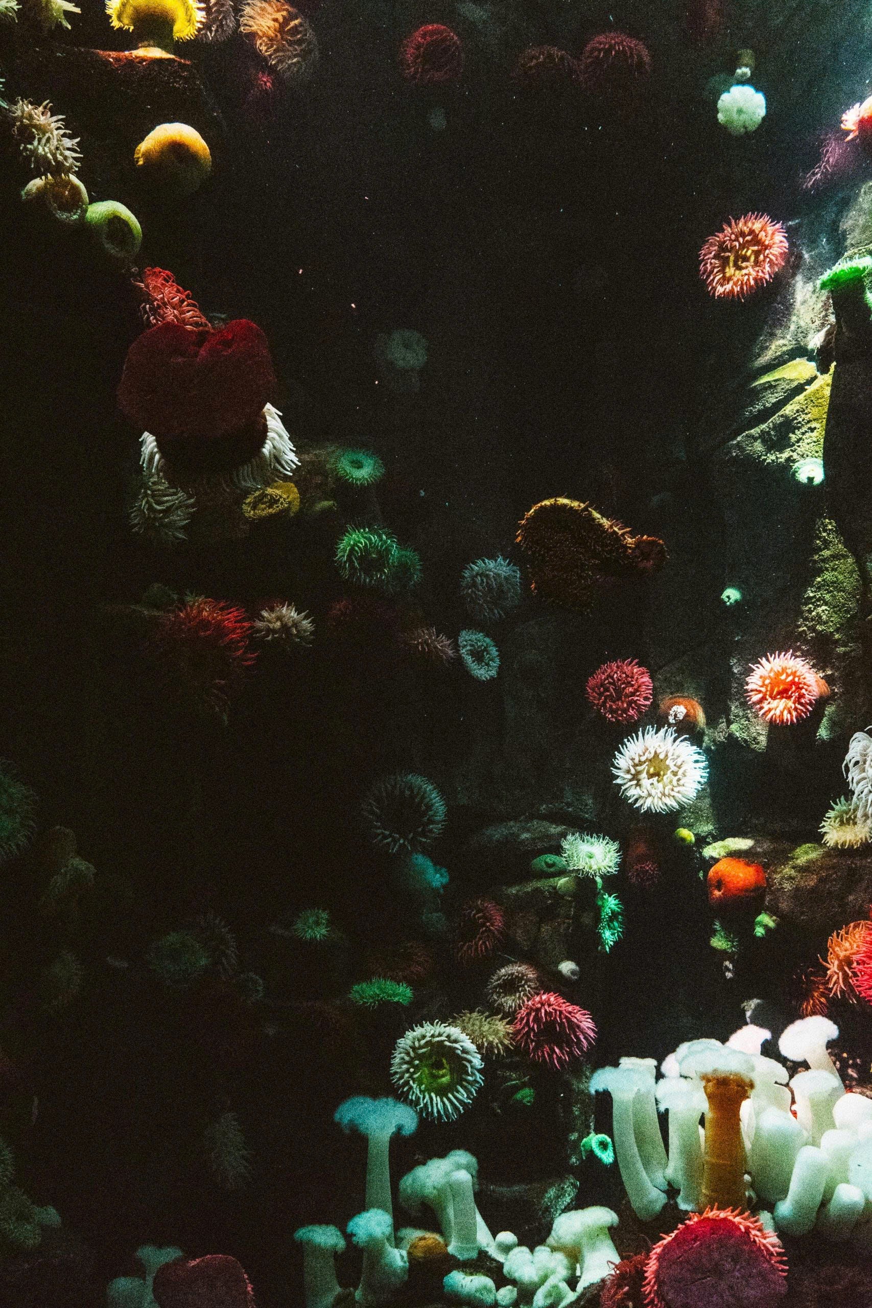 MERFOLK