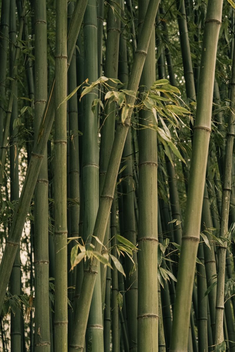 BAMBOO INSPIRED